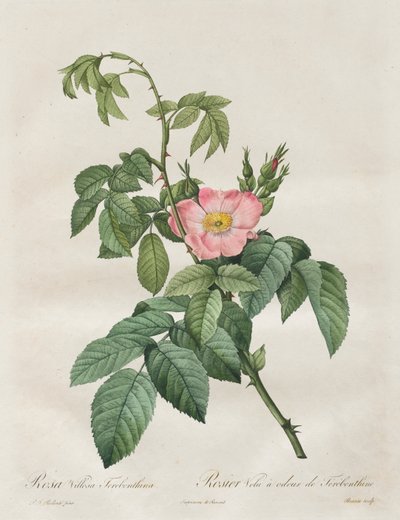 Las Rosas: Rosa Villosa Terebenthina de Henry Joseph Redouté
