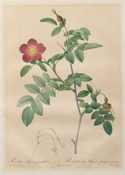 Las rosas: Rosa alpina pendulina de Henry Joseph Redouté