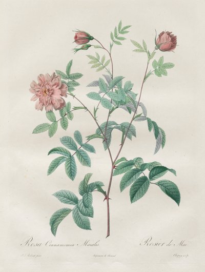 Las rosas: Rosa cinnamomea de Henry Joseph Redouté