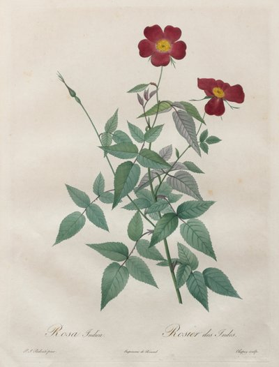 Las rosas: Rosa indica de Henry Joseph Redouté