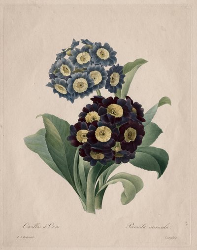 Primula auricula de Henry Joseph Redouté