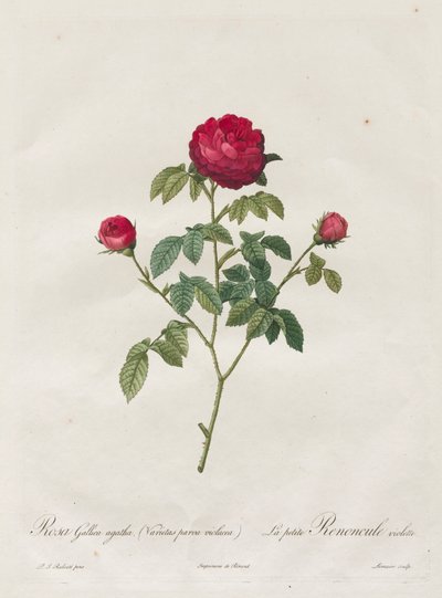 Rosa de Provenza o francesa de Henry Joseph Redouté