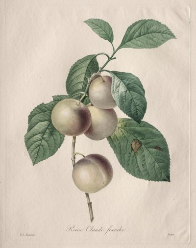 Ciruela Reine Claude de Henry Joseph Redouté