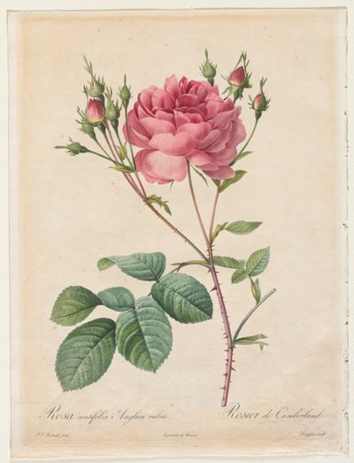 Rosa Centifolia Anglica Rubra de Henry Joseph Redouté