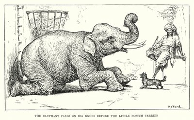 El elefante cae de rodillas ante el pequeño terrier escocés (grabado) de Henry Justice Ford