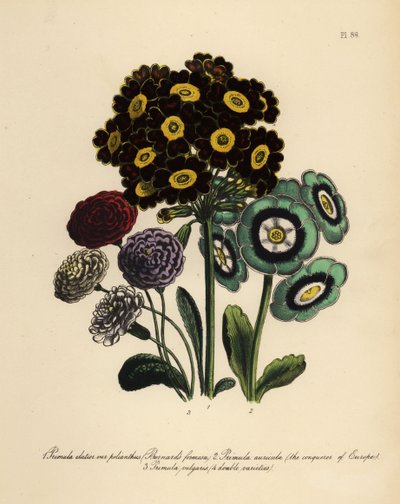 Formosa de Burnard, Primula Elatior Polyanthus, Aurícula Conquistadora de Europa, Primula Auricula, y Prímula Común (cromolito) de Henry Noel Humphreys
