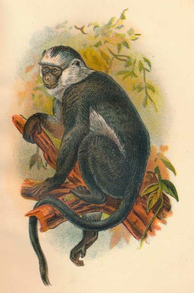Langur de Hoses, 1897 de Henry Ogg Forbes