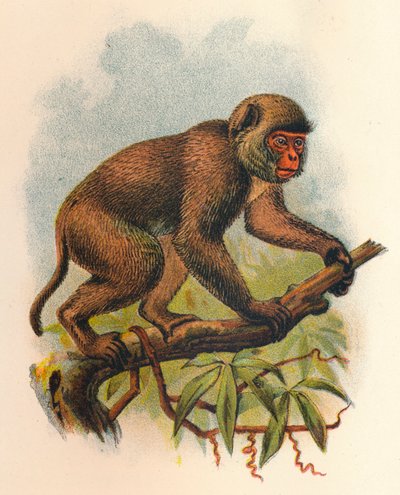Macaco de San Juan, 1897 de Henry Ogg Forbes