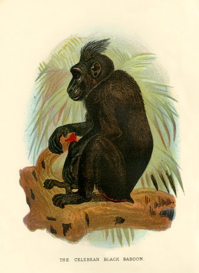 El babuino negro de Celebes, 1896 de Henry Ogg Forbes