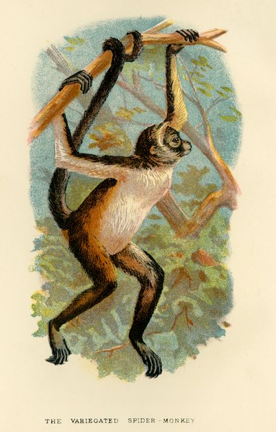 El mono araña variado, 1896 de Henry Ogg Forbes