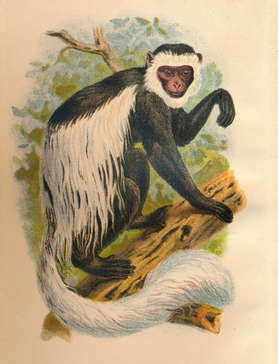 El Guereza de cola blanca, 1897 de Henry Ogg Forbes