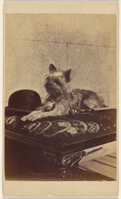 [Perro tumbado en una otomana, junto a un sombrero derby y un bastón] de Henry Pointer