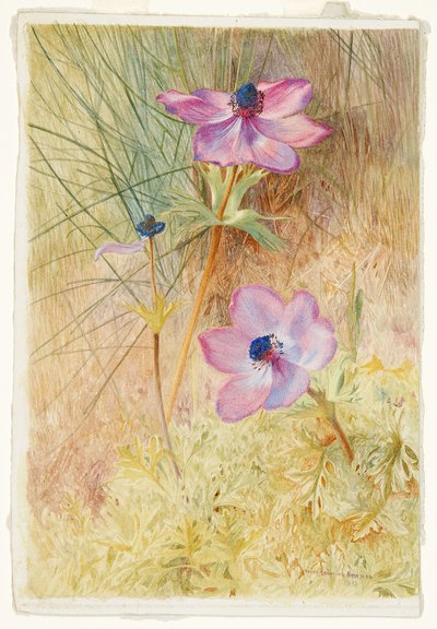 Anémonas silvestres florentinas de Henry Roderick Newman