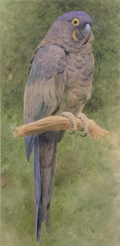 Guacamayo Jacinto de Henry Stacey Marks