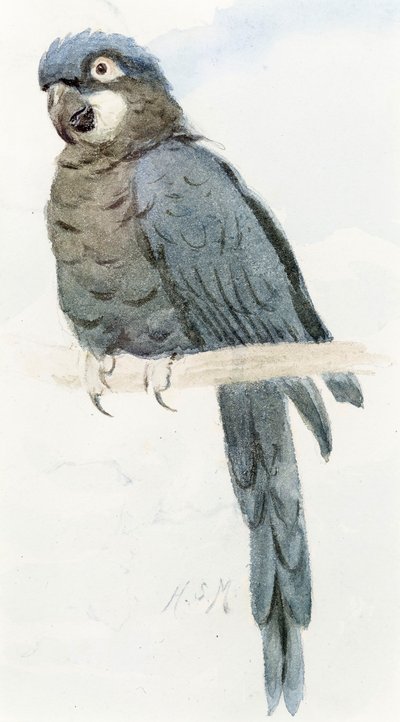Guacamayo jacinto, c.1890 de Henry Stacey Marks