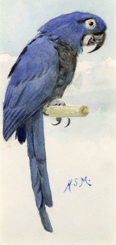 Guacamayo Jacinto, c.1890 de Henry Stacey Marks