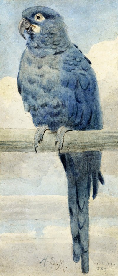 Guacamayo Jacinto, 1889 de Henry Stacey Marks