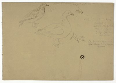 Bocetos de pájaros de Henry Stacy Marks