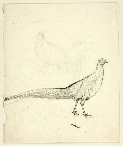 Dos bocetos de faisán (anverso); boceto de faisanes y desnudo femenino (reverso) de Henry Stacy Marks