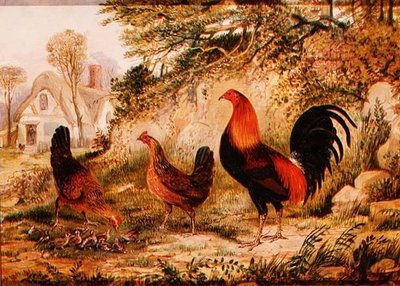 Gallo, Gallinas y Pollitos de Henry Thomas Alken