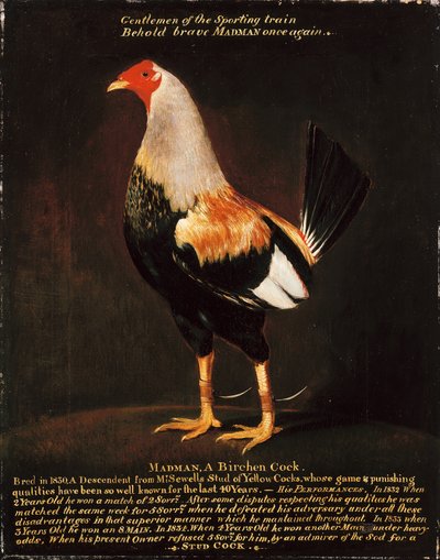 Loco, un gallo de abedul de Henry Thomas Alken