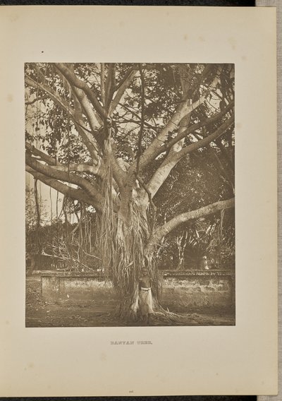 Árbol Banyan, con tallos jóvenes de Aërial de Henry W. Cave