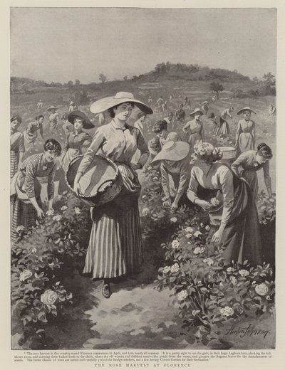 La cosecha de rosas en Florencia de Herbert Johnson