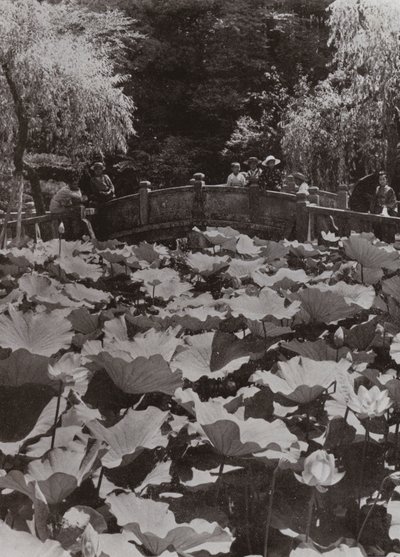 Un estanque de lotos (foto en blanco y negro) de Herbert Ponting