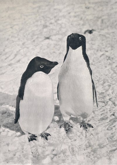 Un par de pingüinos Adelia, c1911, 1913 de Herbert Ponting