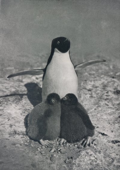 Una madre orgullosa, c1911, 1913 de Herbert Ponting