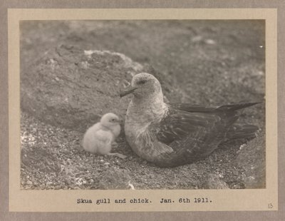 Una gaviota skua con su polluelo de Herbert Ponting