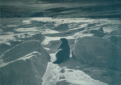 Una foca de Weddell en la playa, c1911, 1913 de Herbert Ponting