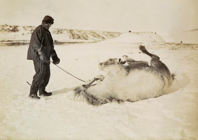 Un hombre y su caballo en la nieve de Herbert Ponting
