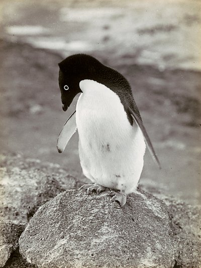 Un pingüino en la Antártida de Herbert Ponting