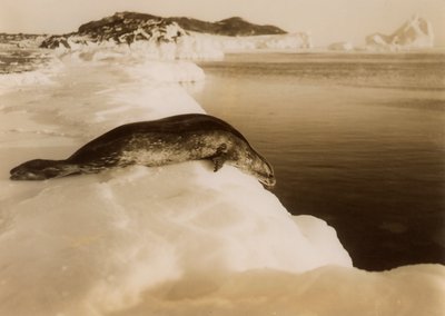Una foca de Weddell a punto de sumergirse en West Beach, Cabo Evans, Antártida, 1911 de Herbert Ponting