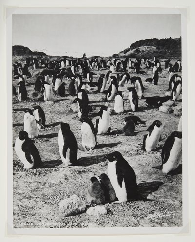 Pingüinos Adelia en el cabo Royds de Herbert Ponting
