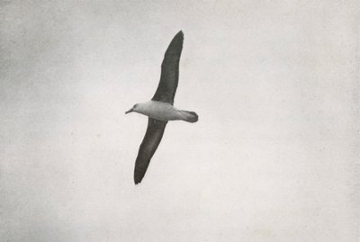 Albatros en Vuelo, c1910-1913, 1913 de Herbert Ponting