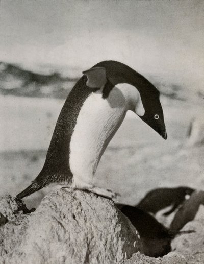 Un pingüino Adelia a punto de zambullirse, c. 1910-1913, 1913 de Herbert Ponting