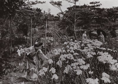 En el jardín de lirios en Hori-kiri de Herbert Ponting