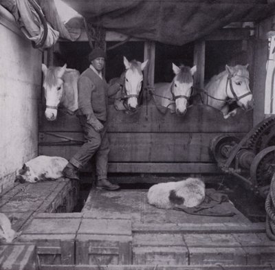 Capitán Oates con ponis y perros en el mar de Herbert Ponting