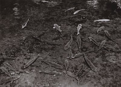 Carpas en el lago de Kumamoto (foto en b/n) de Herbert Ponting