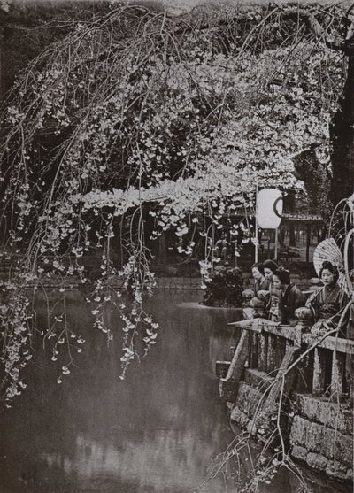 Tiempo de flor de cerezo en Japón de Herbert Ponting