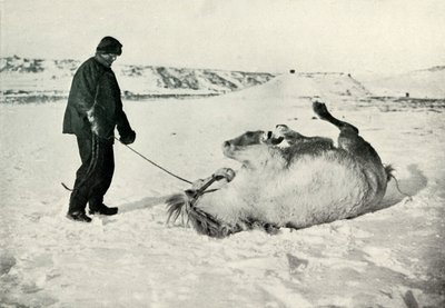 Cherry-Garrard dando a su pony Michael un rodillo en la nieve, c1911 de Herbert Ponting