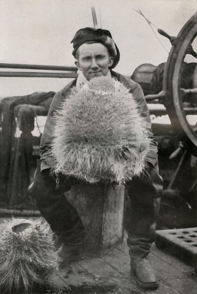 D. G. Lillie, con algunas de las esponjas silíceas, c1911, 1913 de Herbert Ponting