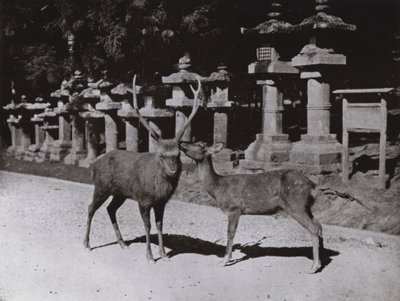 Ciervo, un estudio en Nara de Herbert Ponting