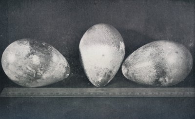 Huevos de Pingüinos Emperador de Cape Crozier, 1911, 1913 de Herbert Ponting