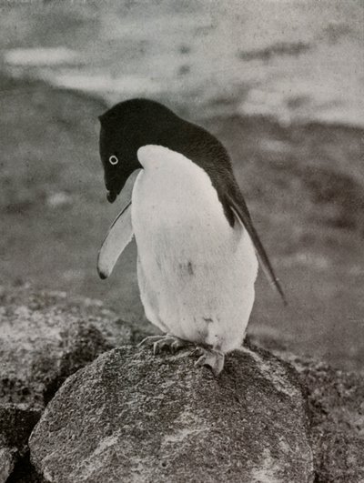 No me importa lo que sea de mí, c. 1910-1913, 1913 de Herbert Ponting