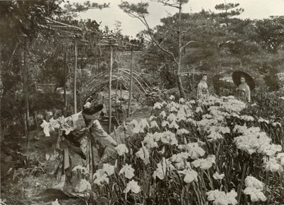 En un jardín de lirios, 1910 de Herbert Ponting