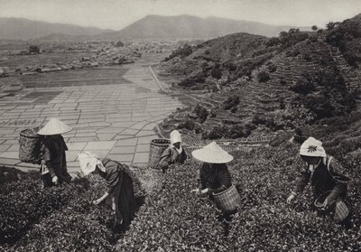 Japón en la década de 1920: Cosecha de té (foto en b/n) de Herbert Ponting