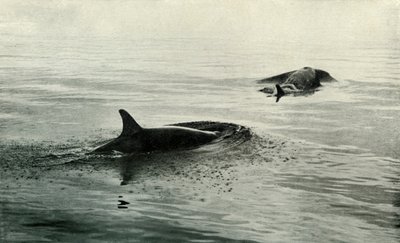 Orcas subiendo a respirar, c. 1910-1913, 1913 de Herbert Ponting